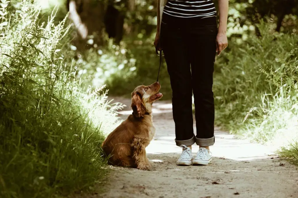 cocker spaniel being trained