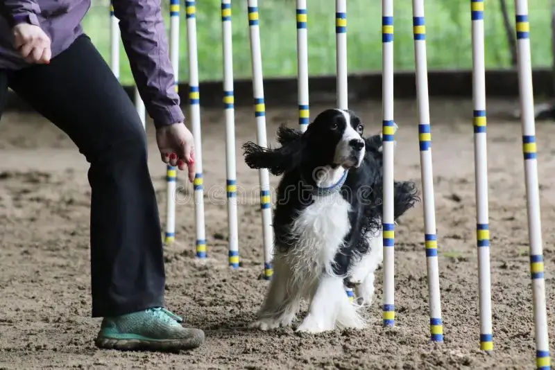 cocker spaniel competing in agility trial