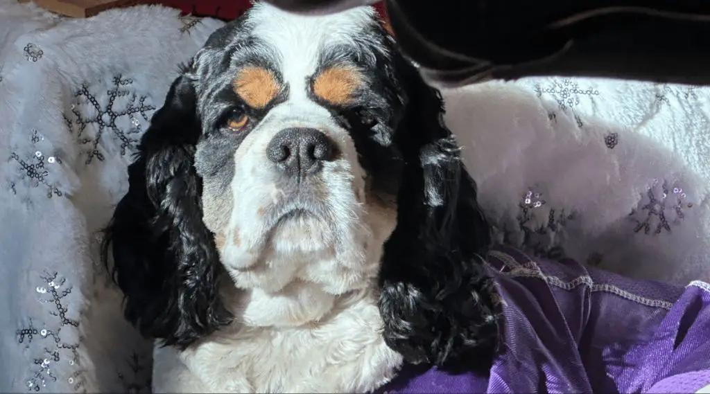 cocker spaniel participating in intelligence testing