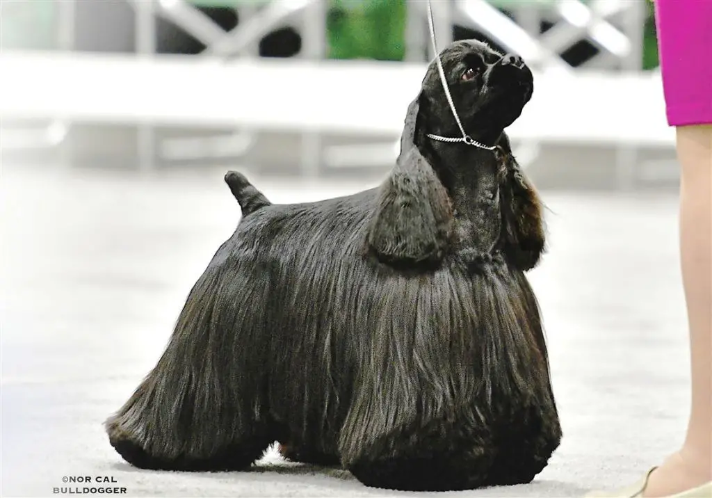 cocker spaniel winner at dog show