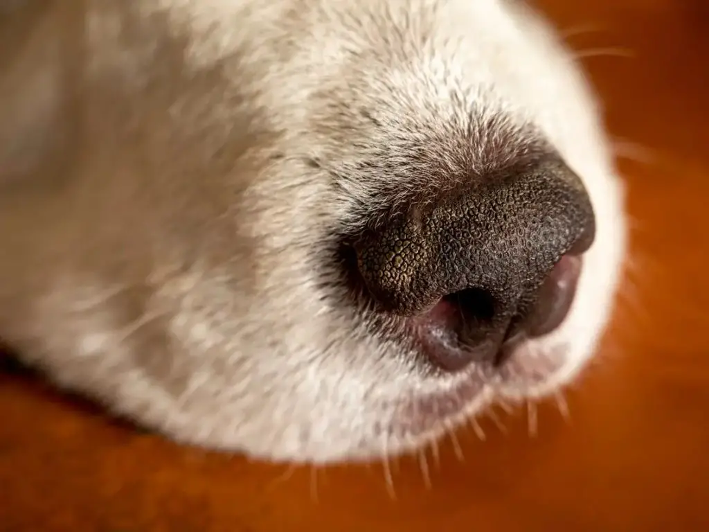 cold, dry weather can irritate dog noses