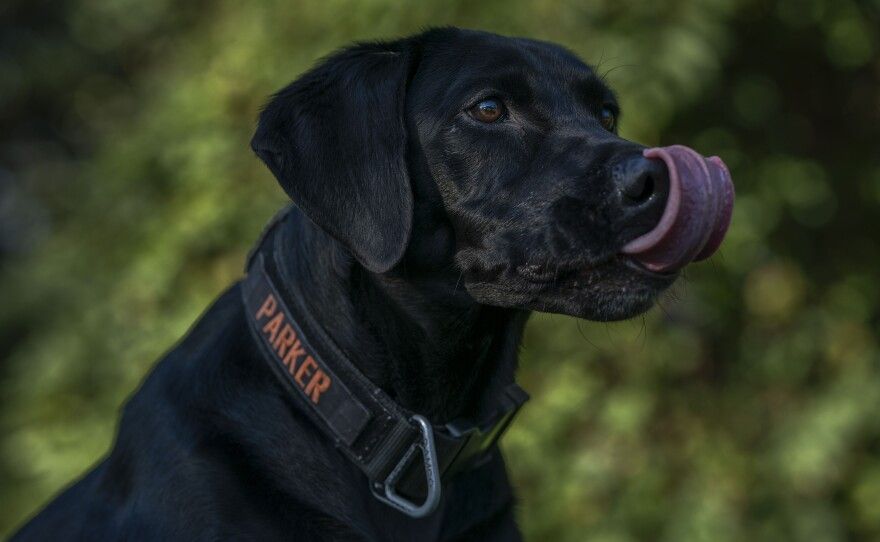 collar, leash, treats, toys in pile for dog park