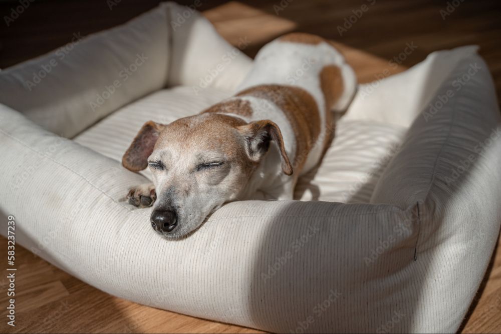 comfortable dog closing eyes