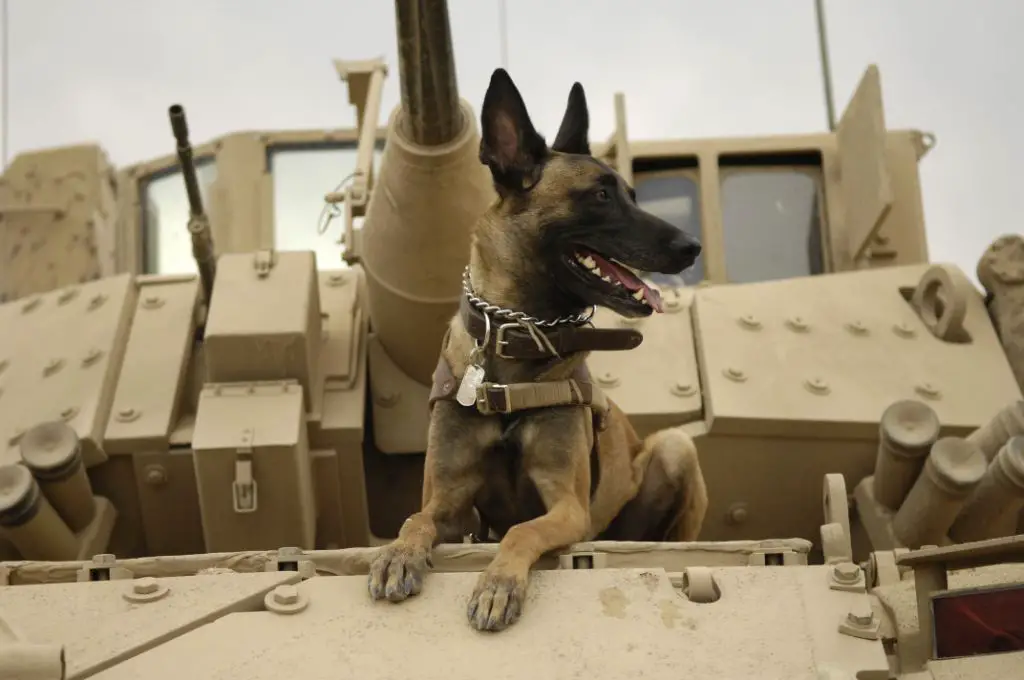 common breeds used as military working dogs
