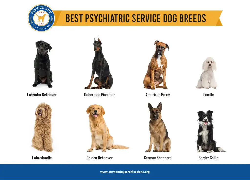 common breeds used as service dogs