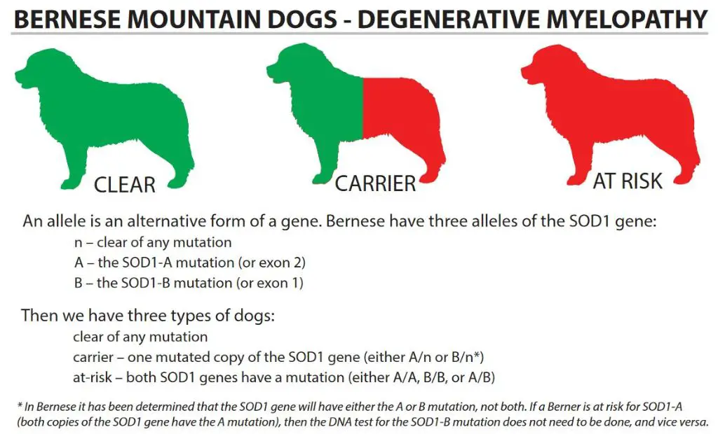 common health issues like cancer and joint problems negatively impact berner lifespan