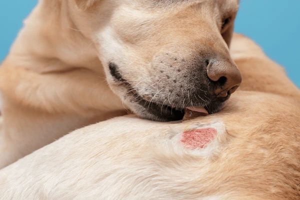 common symptoms of dermatitis in dogs