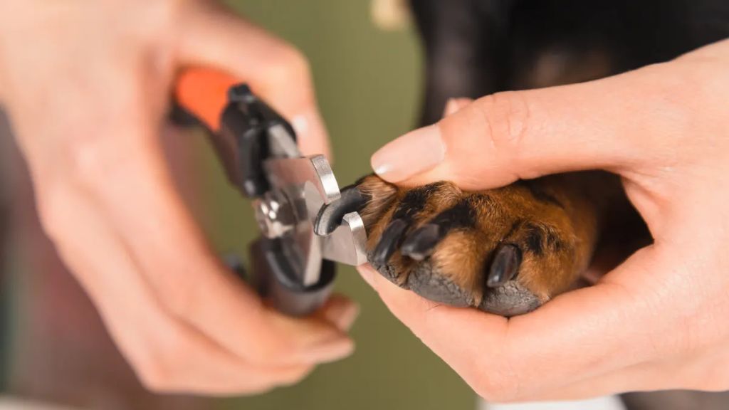 comparing cat and dog nail clipper blades