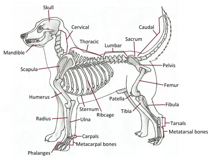 components of bone composition