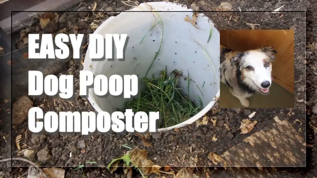 compost pile with dog poop