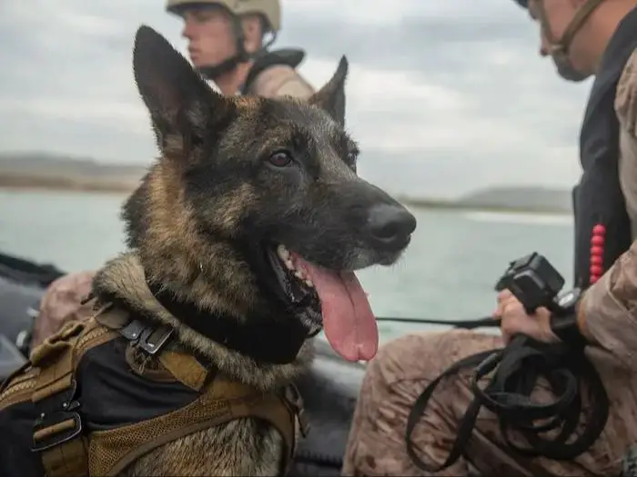 conclusion on delta force dog use