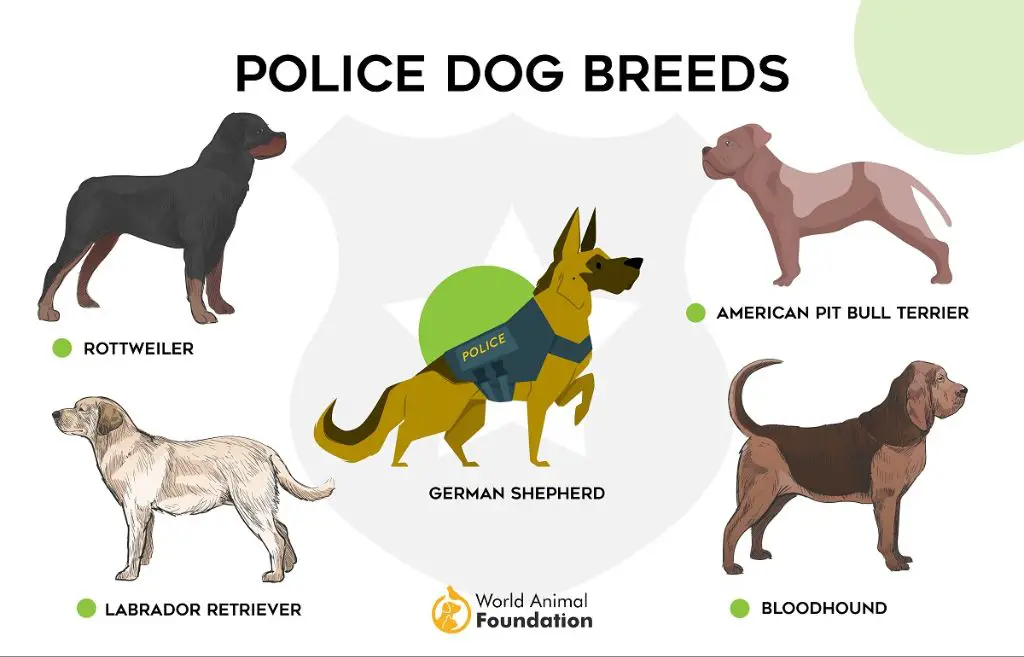 conclusion on top police dog breeds