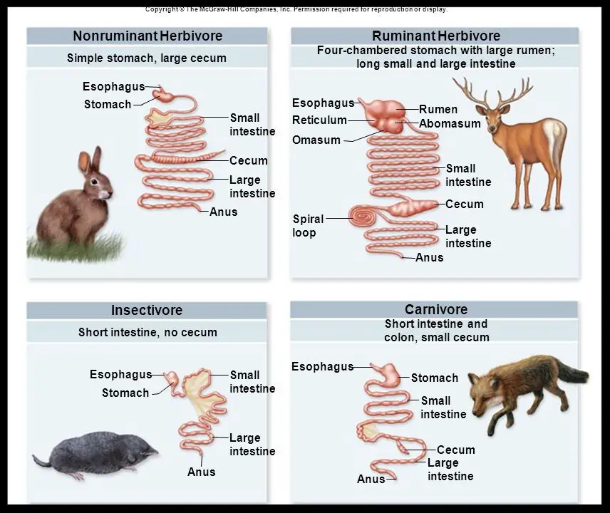 consequences of plant-based diets