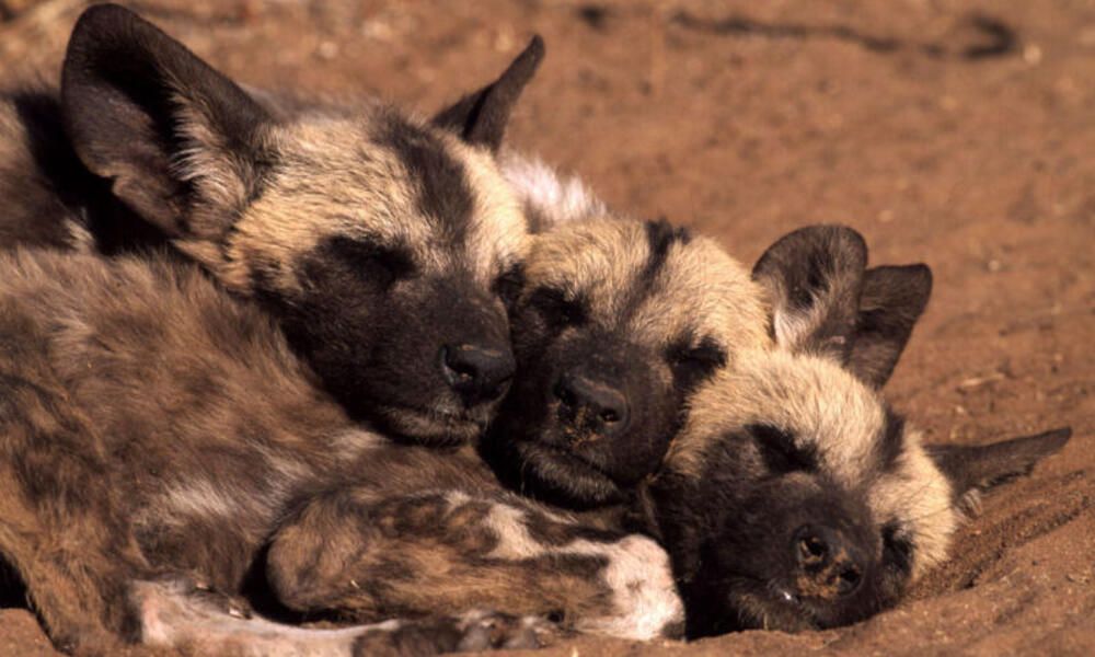 conservation efforts seeking to protect wild dogs