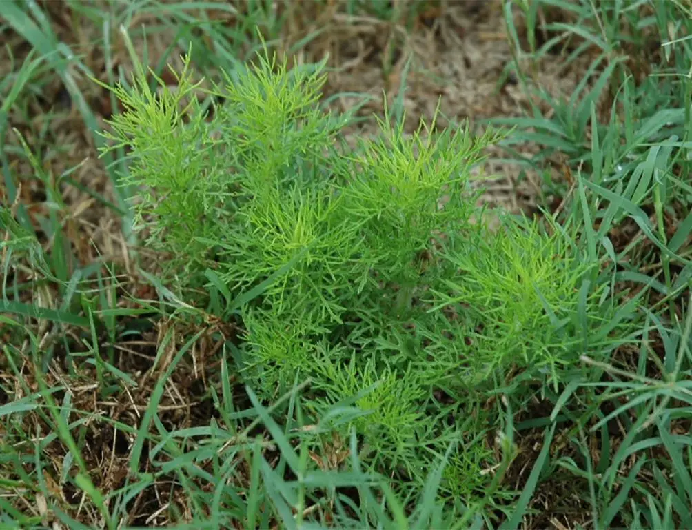 controlling invasive dog fennel weeds