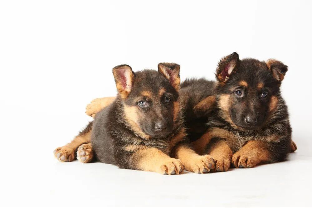 controversy over health of puppies from half-sibling breedings