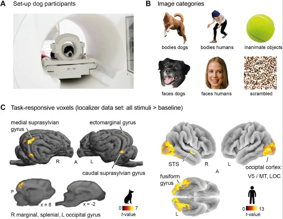 cortex structure differs between species