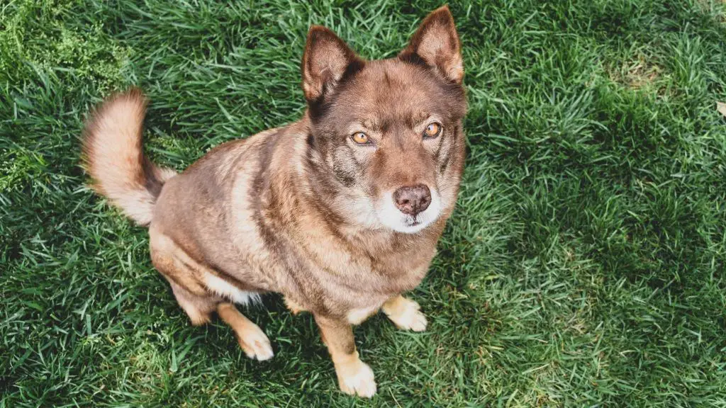 coydogs resulting from interbreeding of coyotes and dogs