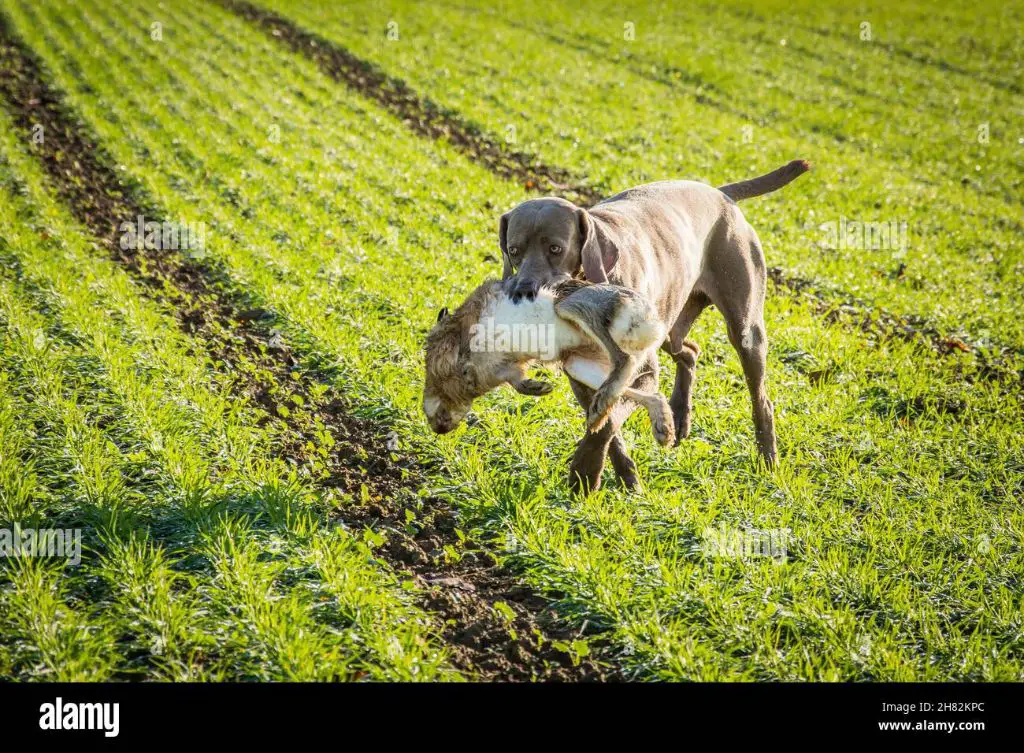 coyote carrying rabbit in mouth running through field