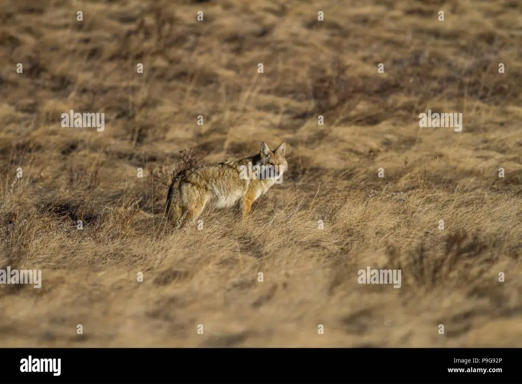 coyote pup standing in desert field