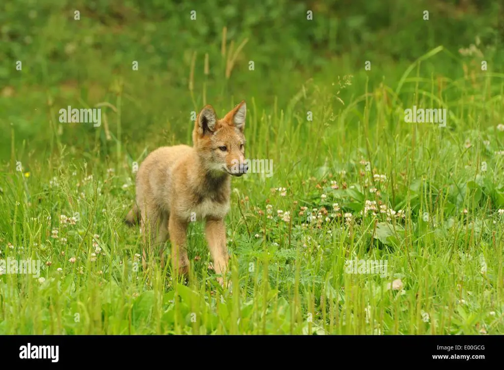 coyote pup standing in field