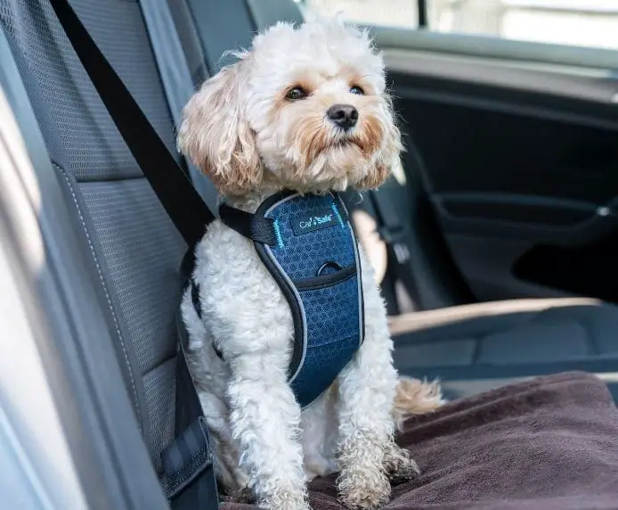 crash tested dog harness in a car