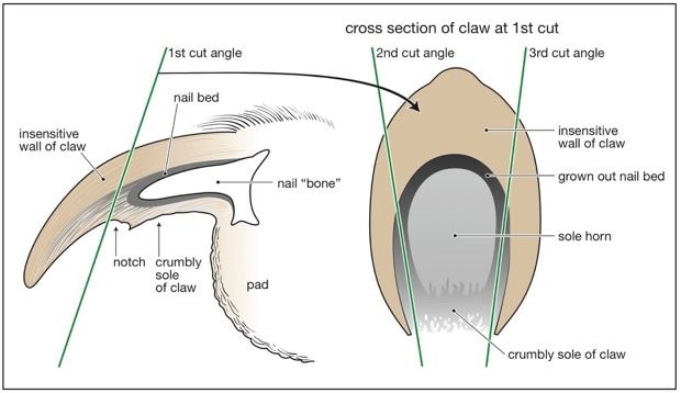 cross-section of dog nail showing hollow matrix