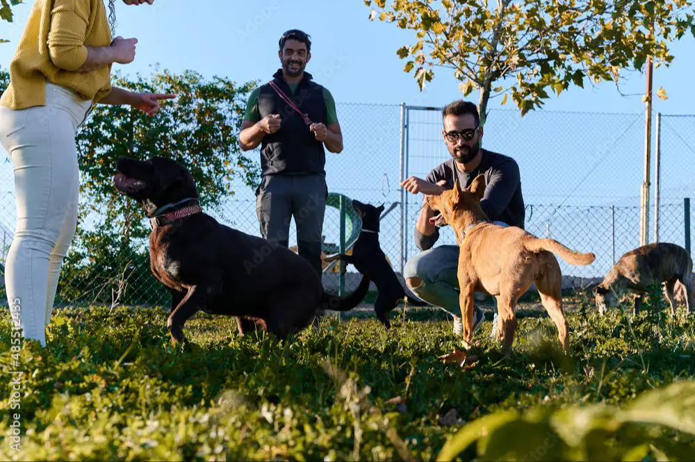 crowd of dogs playing at park on a sunny weekend 