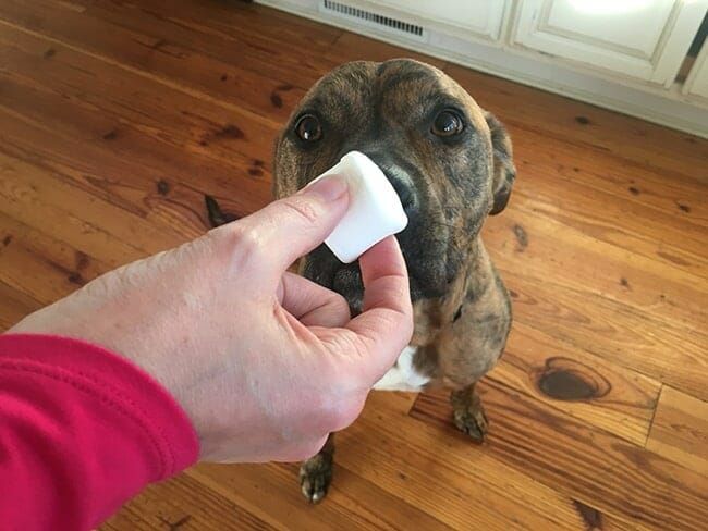 crushing an aspirin tablet to mix into a dog's food