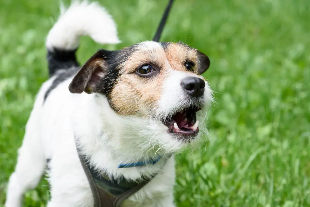 cujo snarling viciously