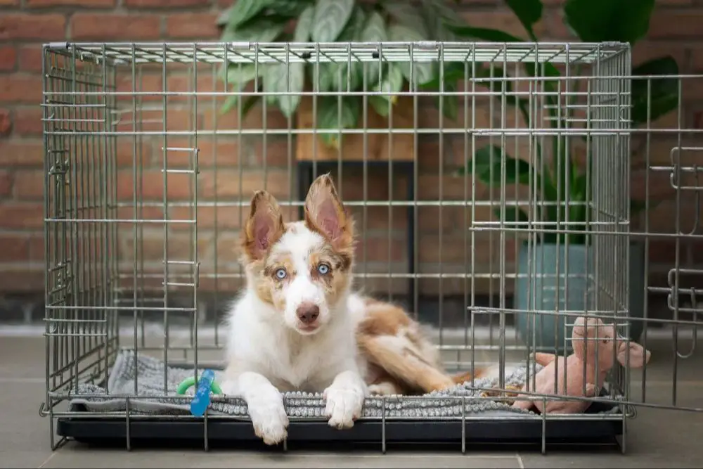 cute puppy in a crate with bedding