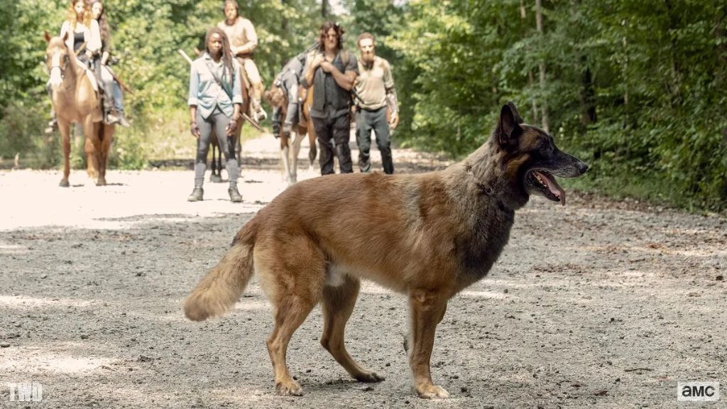 daryl becoming hardened after his dog's death