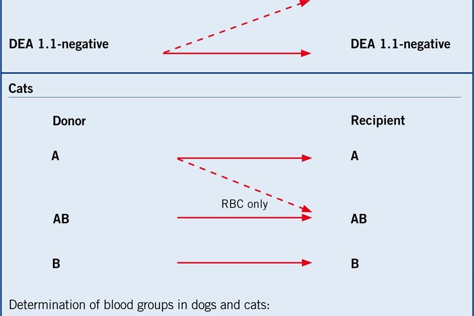 dea 1.1 status impacts transfusion compatibility.