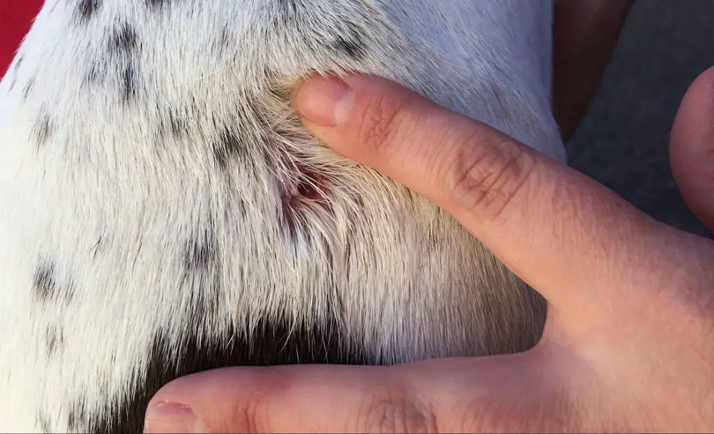 deep dog bite puncture wound