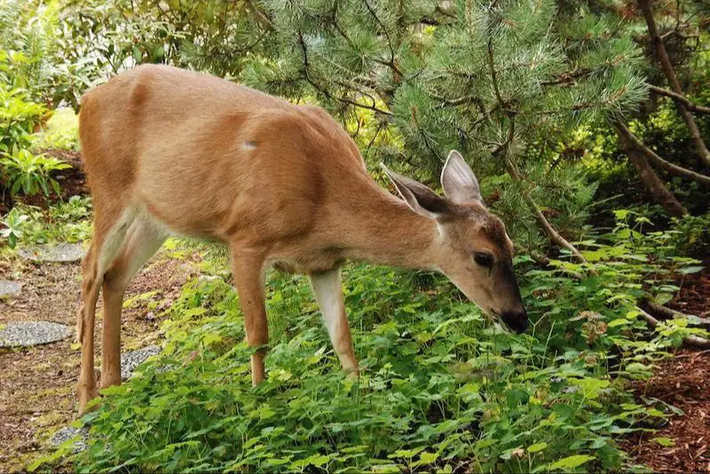 deer eating leaves and twigs in forest