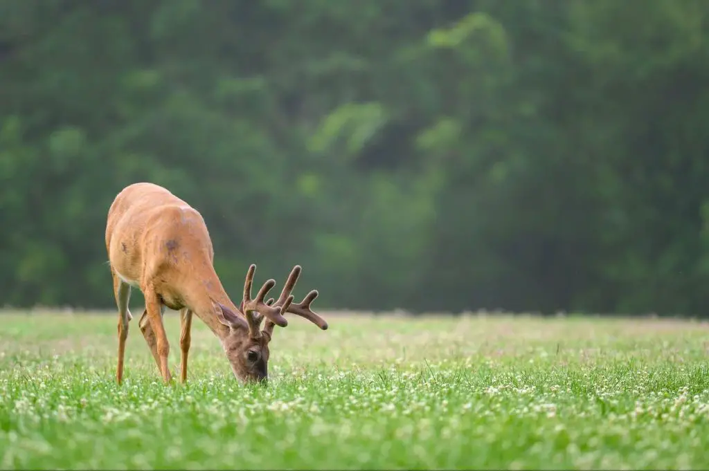 deer foraging in field with mountains