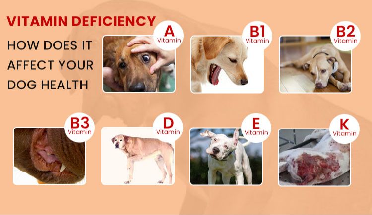 deficiency symptoms in dogs