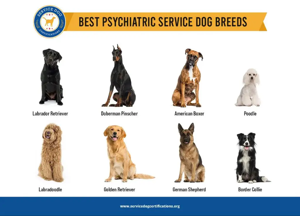 top recommended dog breeds for anxiety/depression