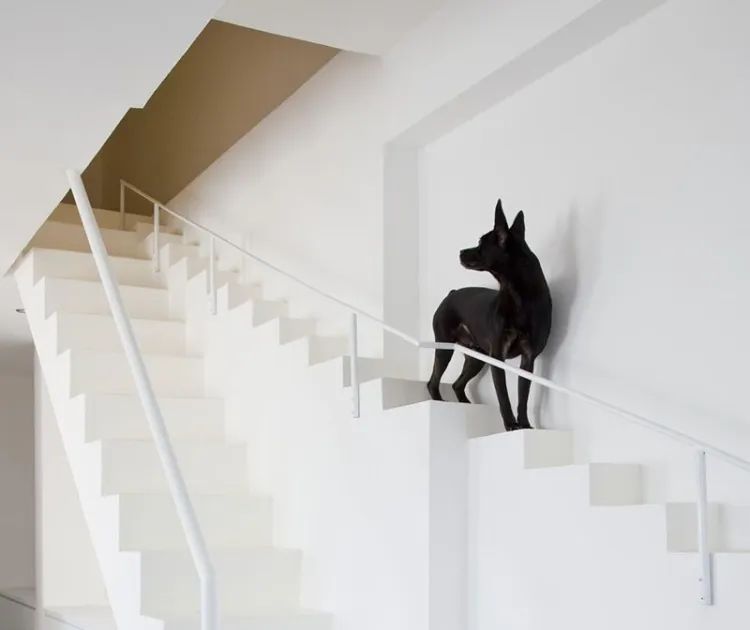 design factors for home staircases dogs will use
