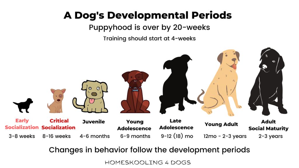 development timeline illustrating puppy ear stages