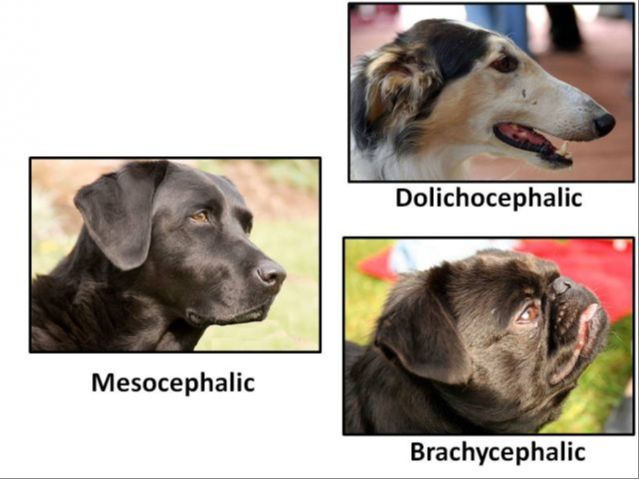 diagams showing the difference in skull shape between brachycephalic and dolichocephalic dog breeds