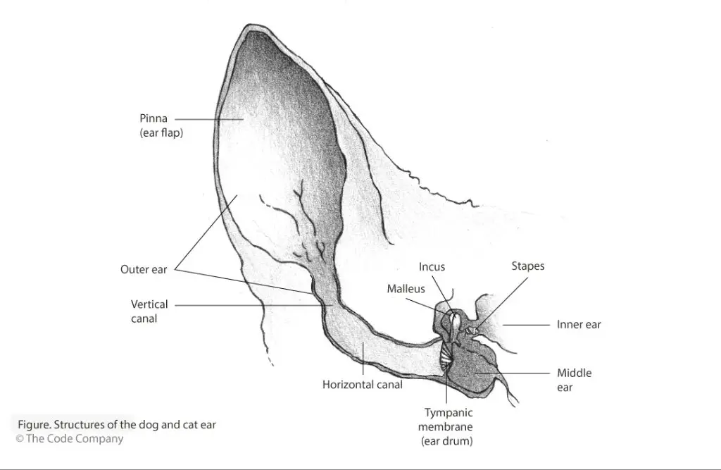 diagram comparing the shape of cat vs dog ear canals.