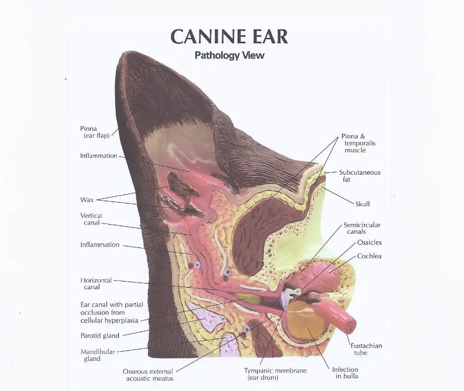 diagram of a dog's ear muscles