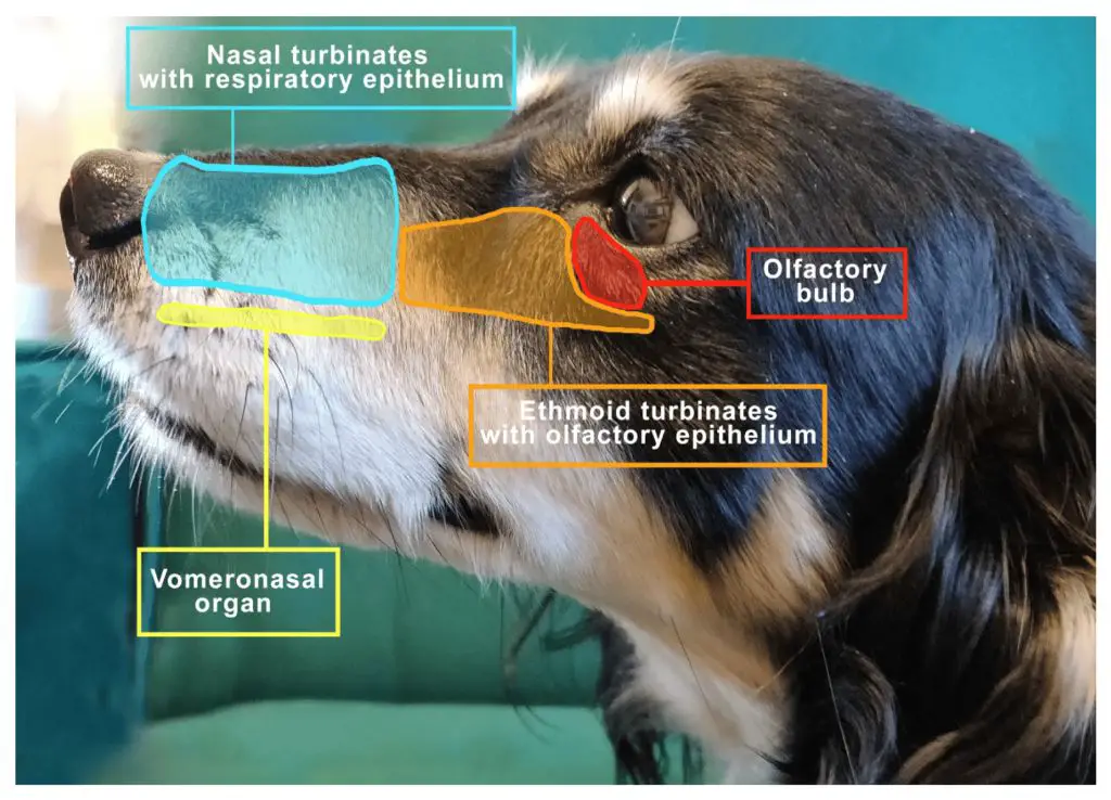 diagram of a dog's nose anatomy