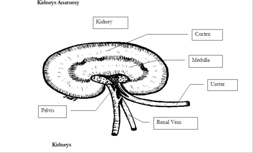 diagram of a kidney nephron filtering blood