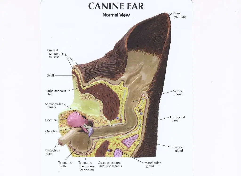 diagram of dog ear anatomy