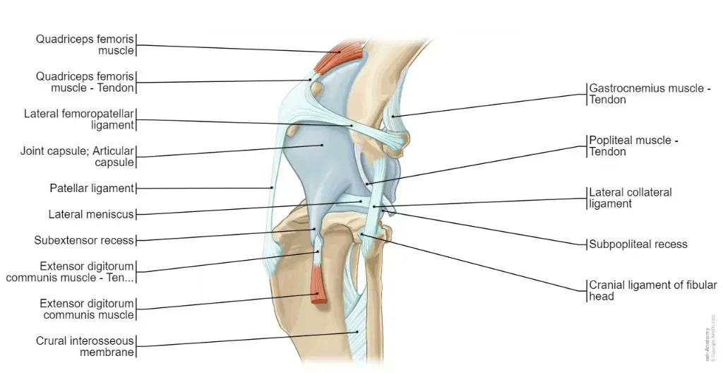 diagram of dog knee joint anatomy