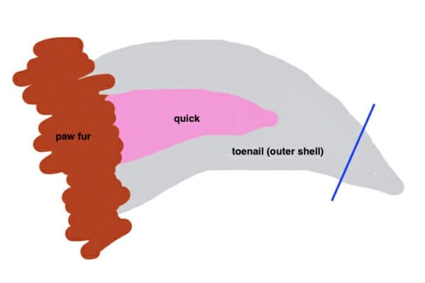 diagram of dog nail anatomy showing parts