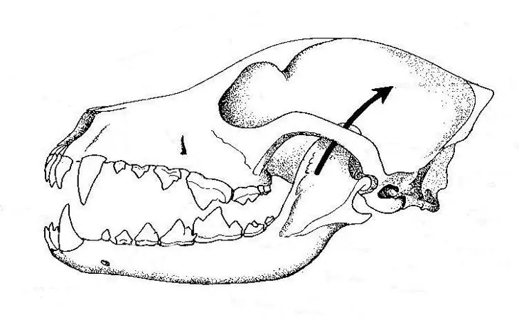 diagram of dog skull showing teeth