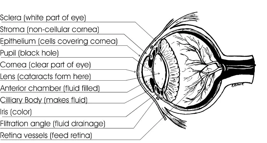 diagram of dog's eye anatomy showing third eyelid